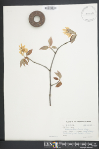 Amelanchier laevis image