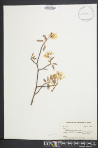 Amelanchier laevis image