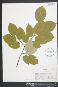 Amelanchier laevis image