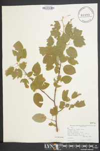 Amelanchier laevis image