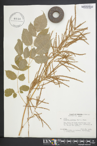 Aruncus dioicus image