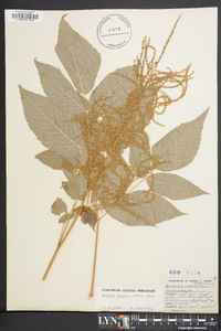 Aruncus dioicus image