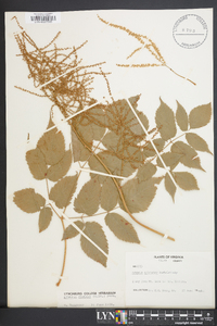 Aruncus dioicus image