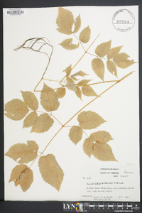 Aruncus dioicus image