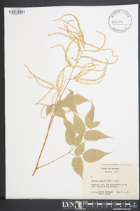 Aruncus dioicus image