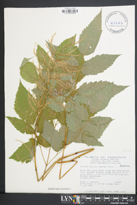 Aruncus dioicus image