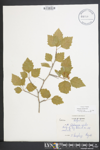 Crataegus schuettei image