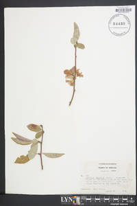 Chaenomeles japonica image