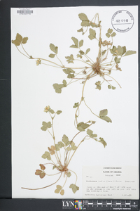 Potentilla indica image