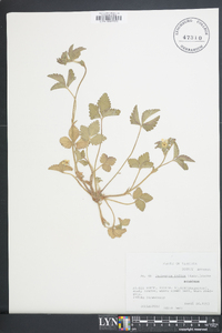 Potentilla indica image