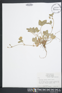 Potentilla indica image