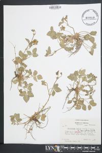 Potentilla indica image