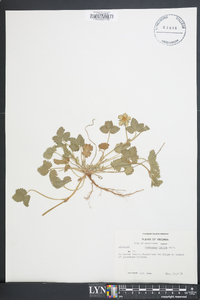 Potentilla indica image