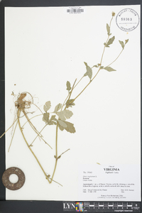 Geum virginianum image