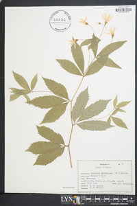 Gillenia trifoliata image