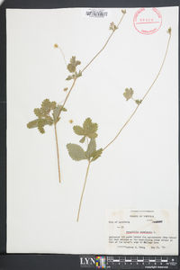 Potentilla canadensis image