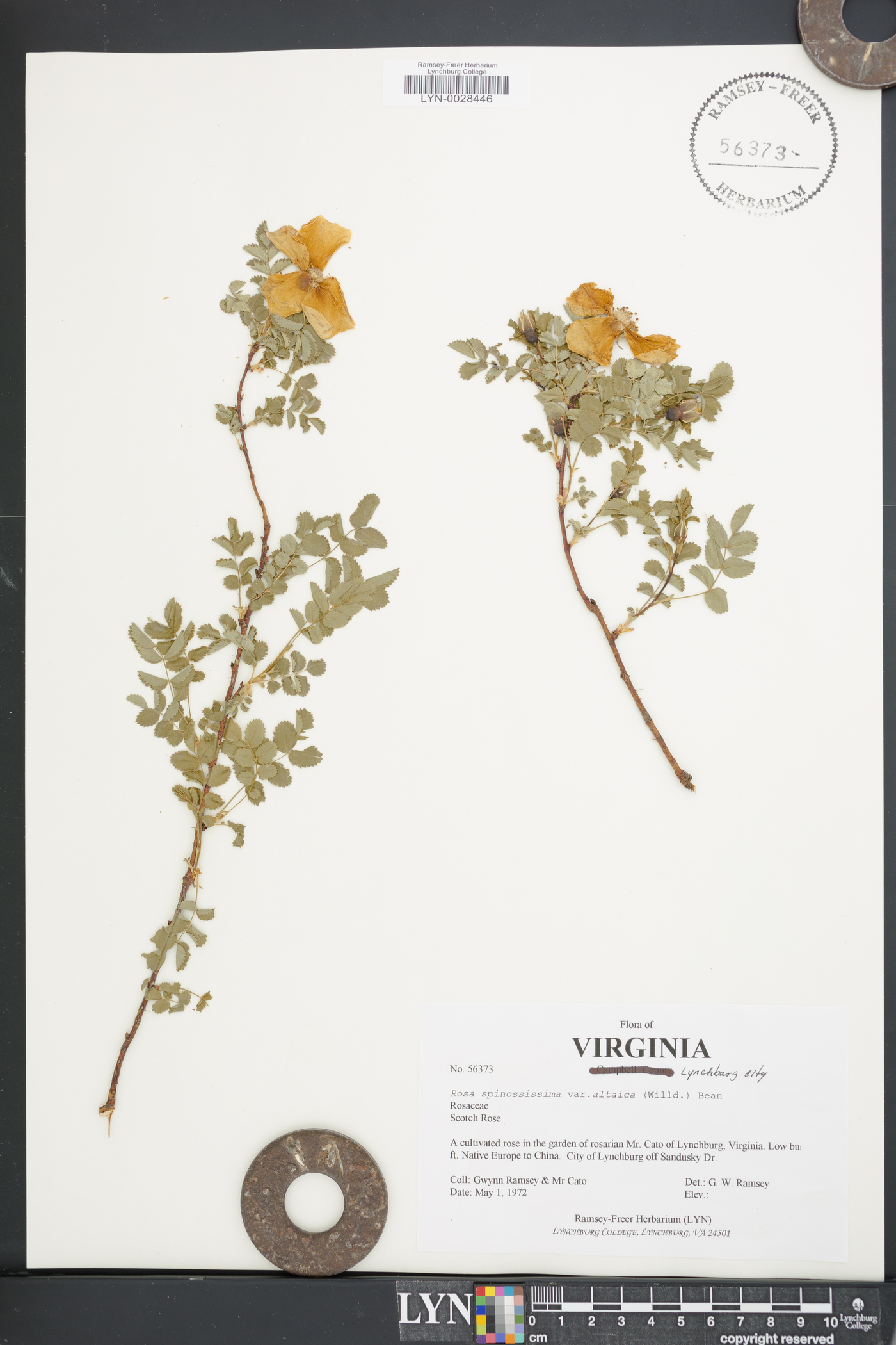 Rosa spinosissima image