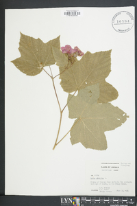 Rubus odoratus image