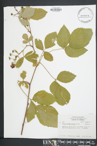 Rubus pensilvanicus image