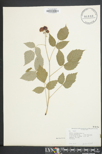 Image of Rubus acadiensis