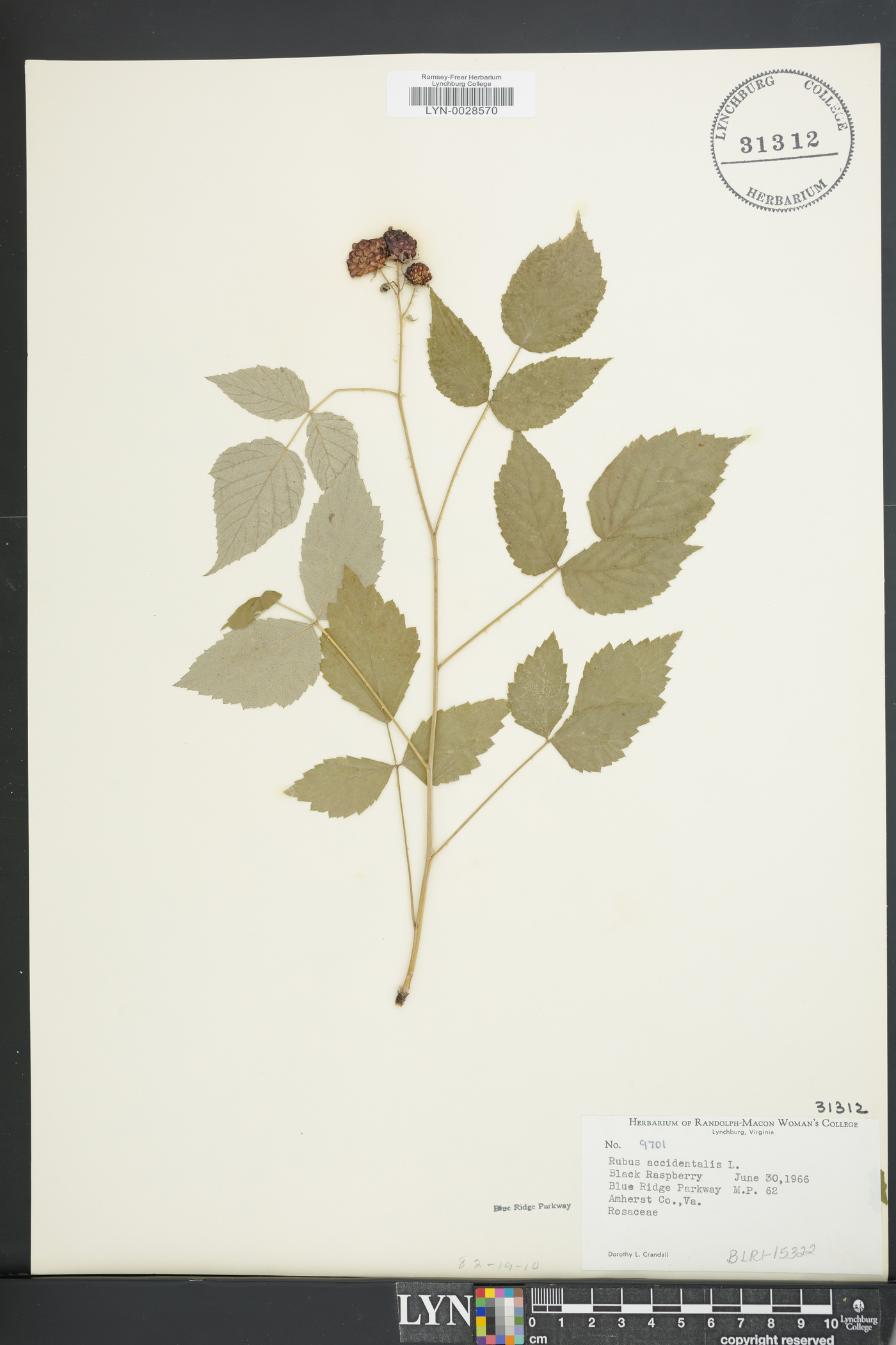 Rubus acadiensis image