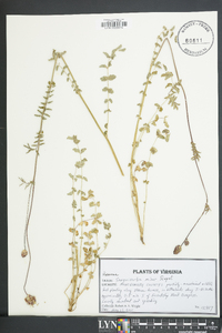 Poterium sanguisorba image