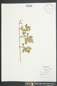 Rubus trivialis image