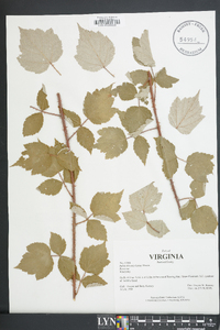 Rubus phoenicolasius image