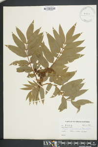 Sorbus americana image