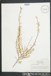 Spiraea prunifolia image