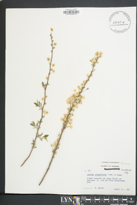 Spiraea prunifolia image