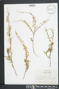 Spiraea thunbergii image