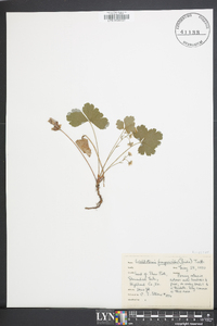 Waldsteinia fragarioides image