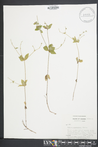 Galium circaezans image