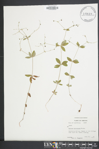 Galium circaezans image