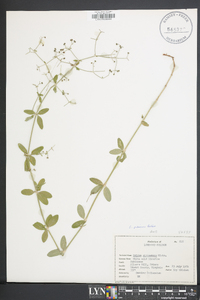 Galium pilosum image