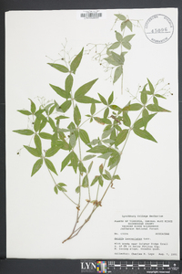 Galium lanceolatum image