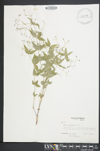 Galium latifolium image