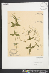 Galium latifolium image