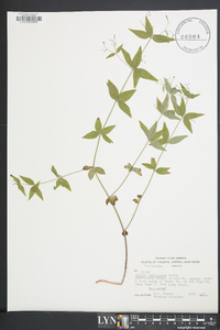 Galium latifolium image