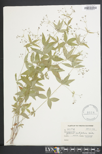 Galium latifolium image