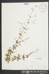 Galium pilosum image