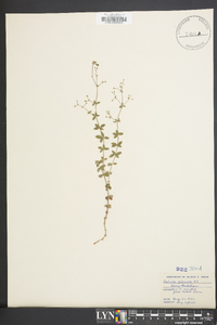 Galium pilosum image