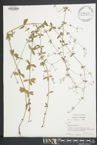 Galium pilosum image