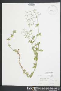 Galium pilosum image