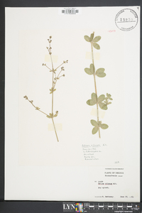 Galium pilosum image