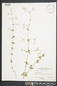 Galium pilosum image