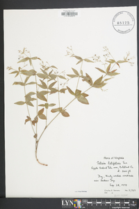 Galium latifolium image