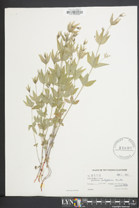 Galium latifolium image