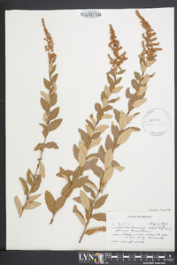 Spiraea tomentosa image